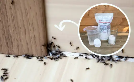 Boraks na mrówki - kiedy działa i jak go stosować